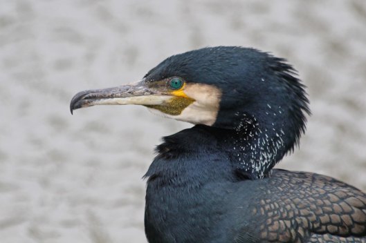 200221 cormorant adult