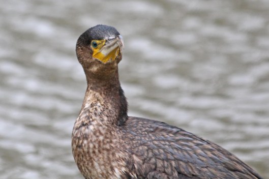 200221 cormorant juvenile