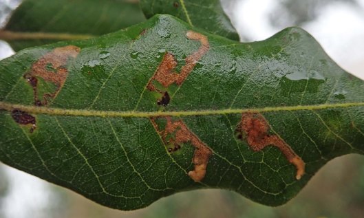 200222 ectoedemia heringella leafmines (1)