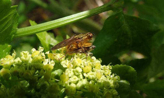 200224 Yellow dung flies