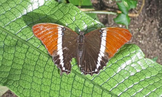 200226 Rusty-tipped page