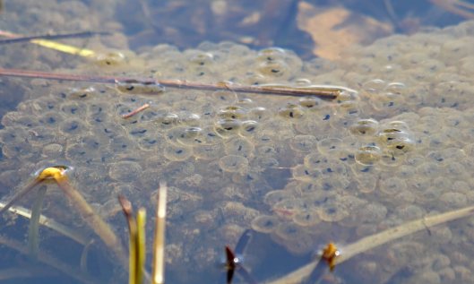 200228 frog spawn (3)