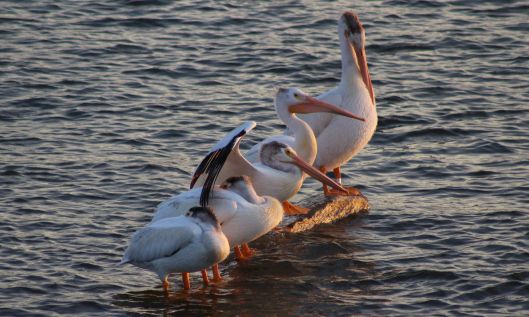 200304 american white pelican (1)