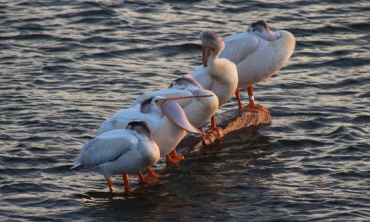 200304 american white pelican (2)