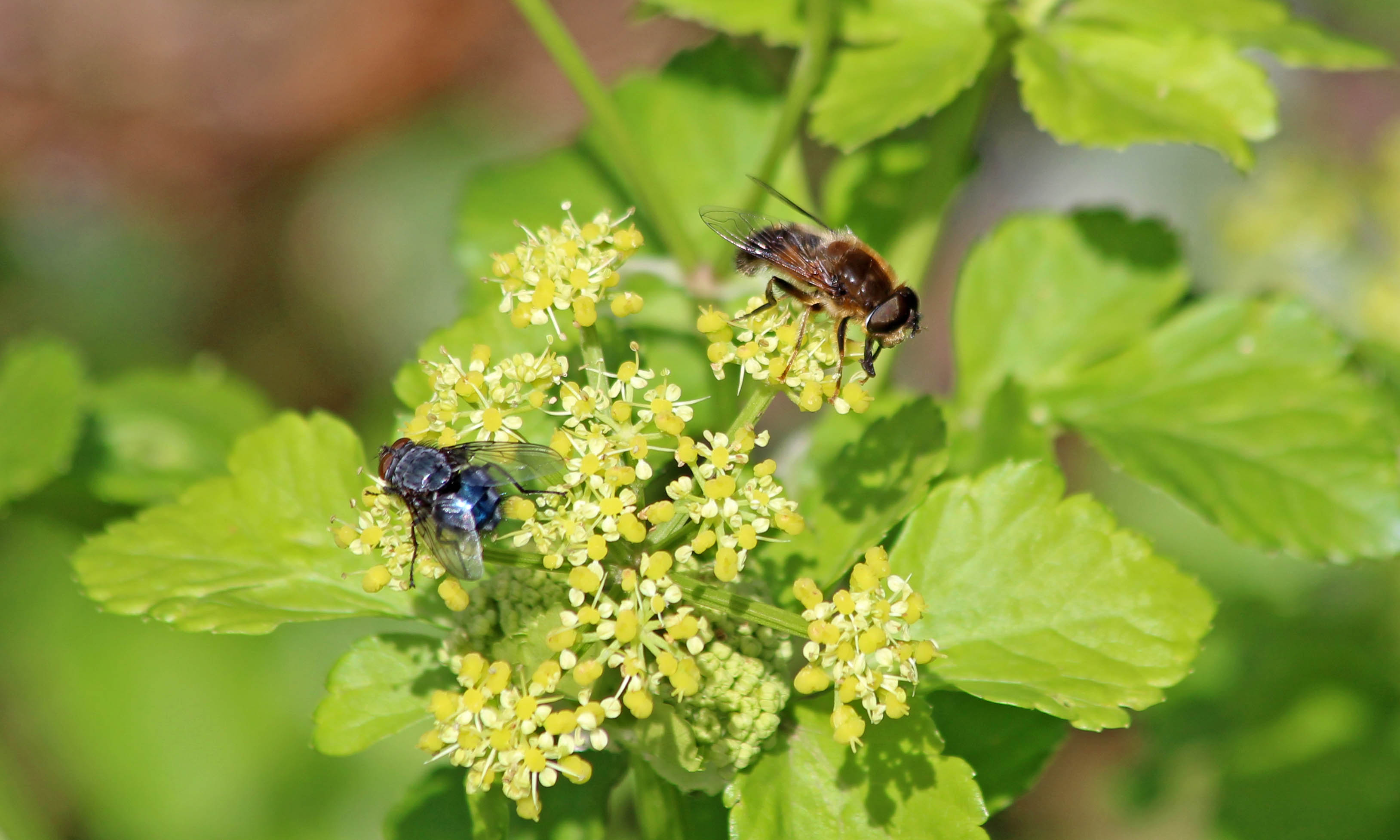 200302 flying critters (1)