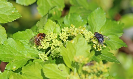 200302 flying critters (4)