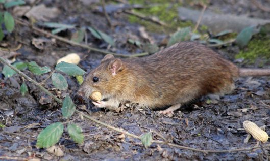 200306 Brown rat (5)