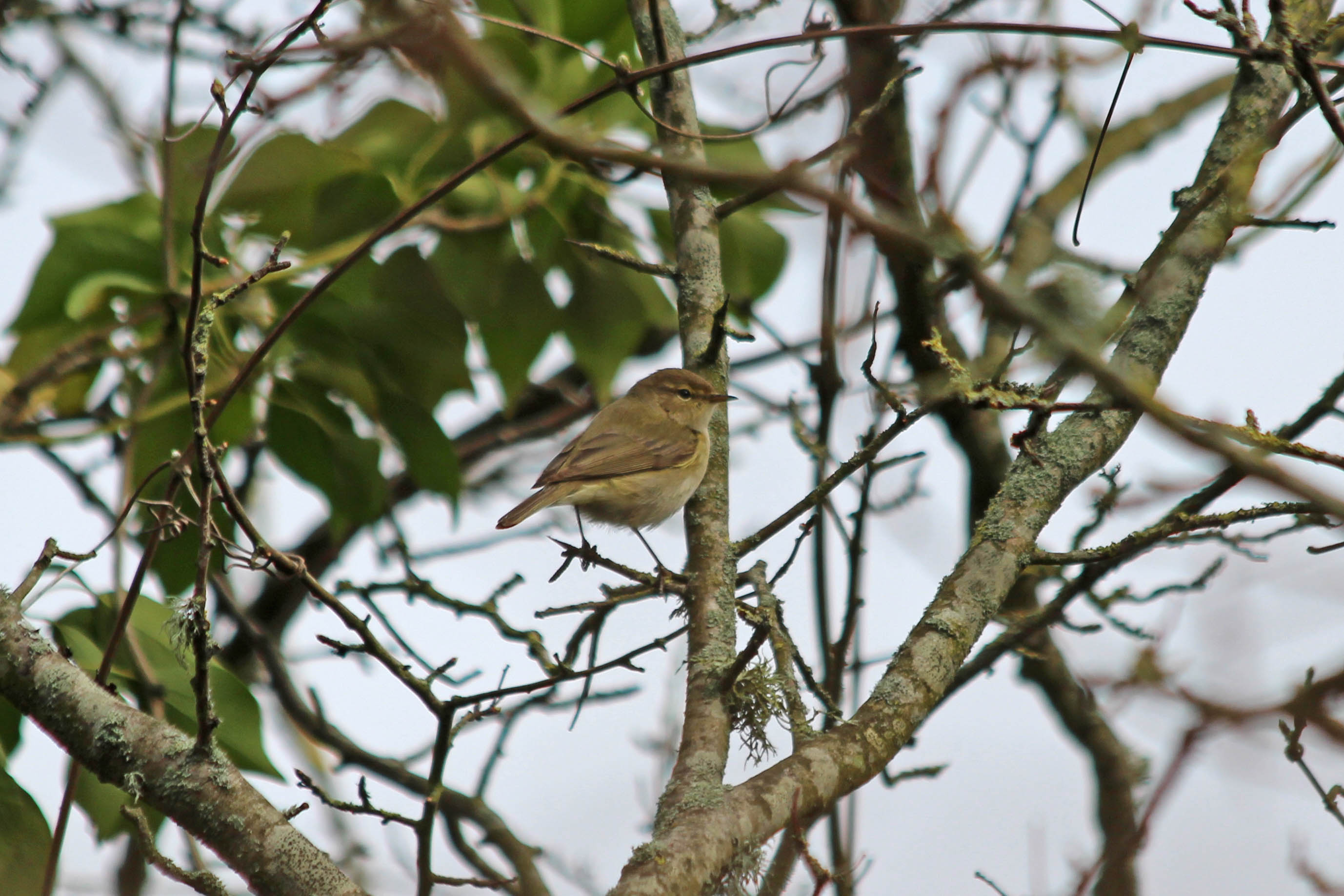 69/366 First Chiffchaffs | earthstar