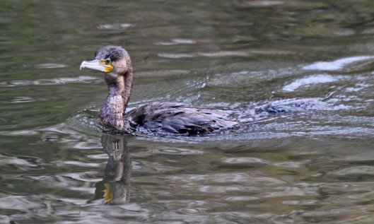 200314 juvenile cormorants (3)