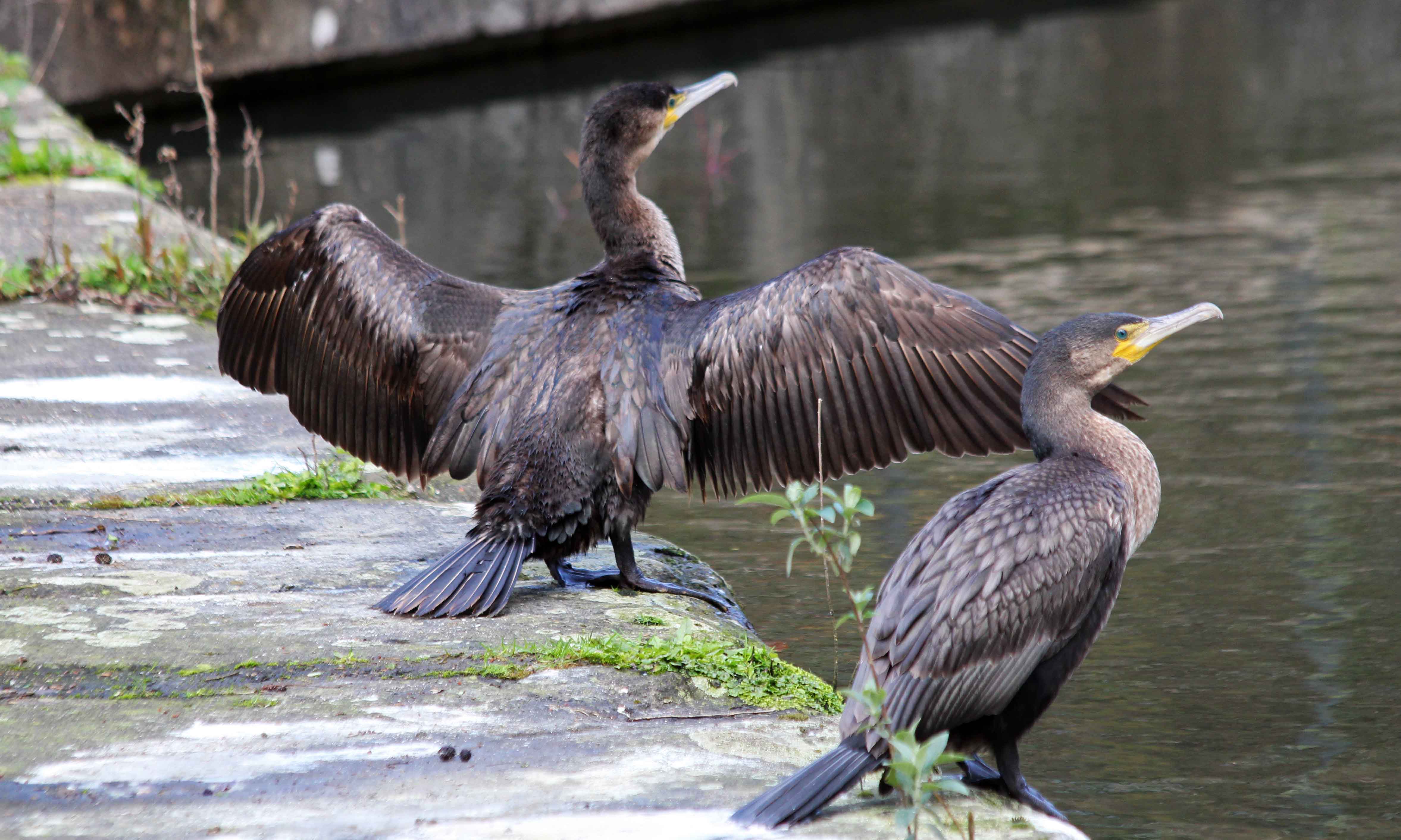 200314 juvenile cormorants (7)