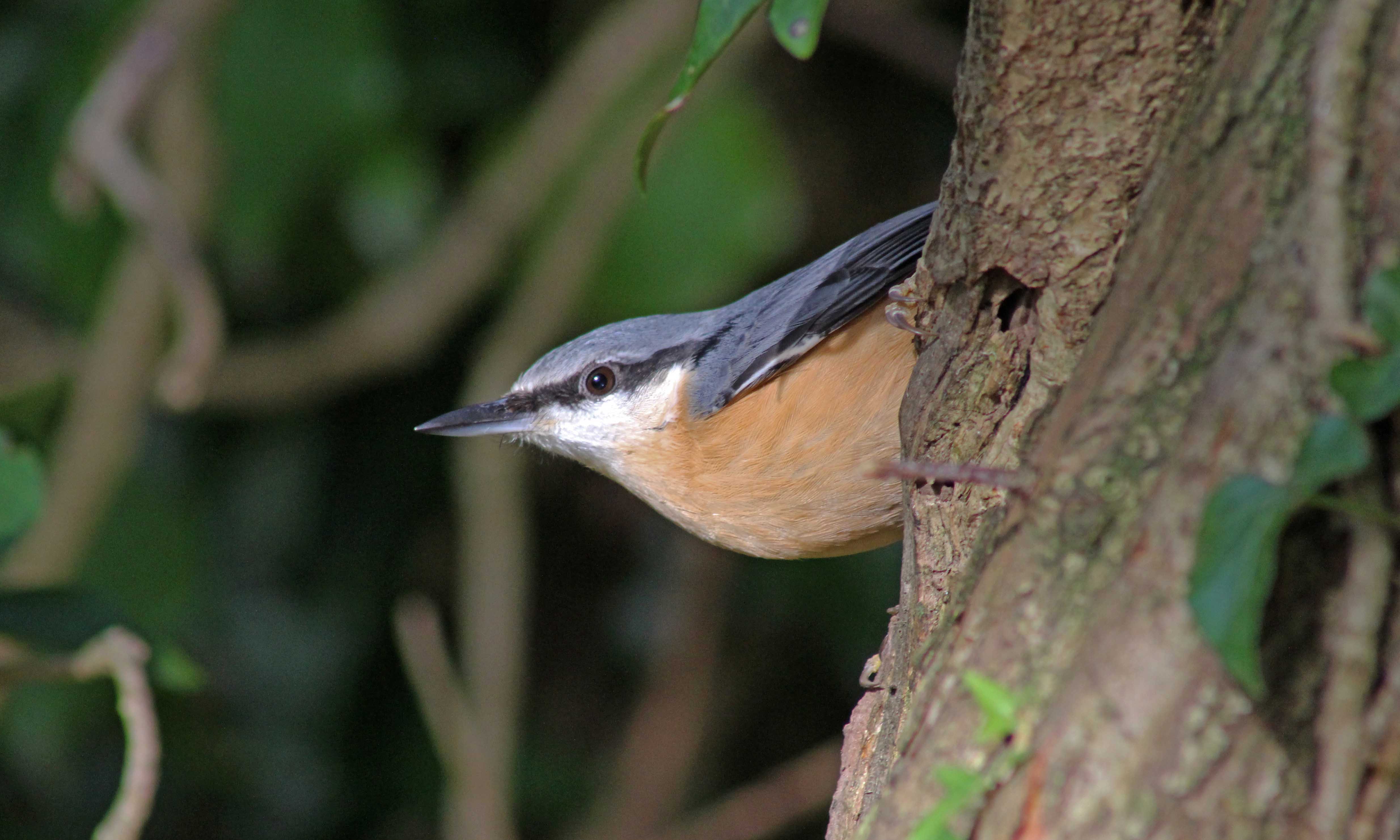 200319 nuthatch October2017