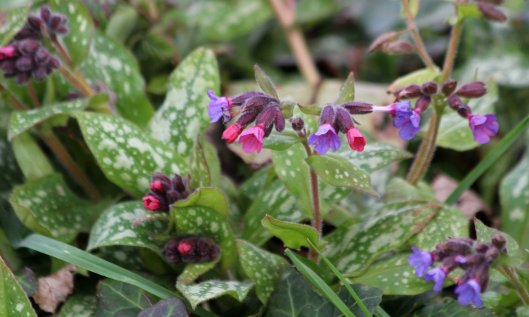 200320 lungwort (1)