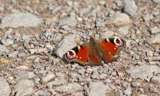 200321 Peacock