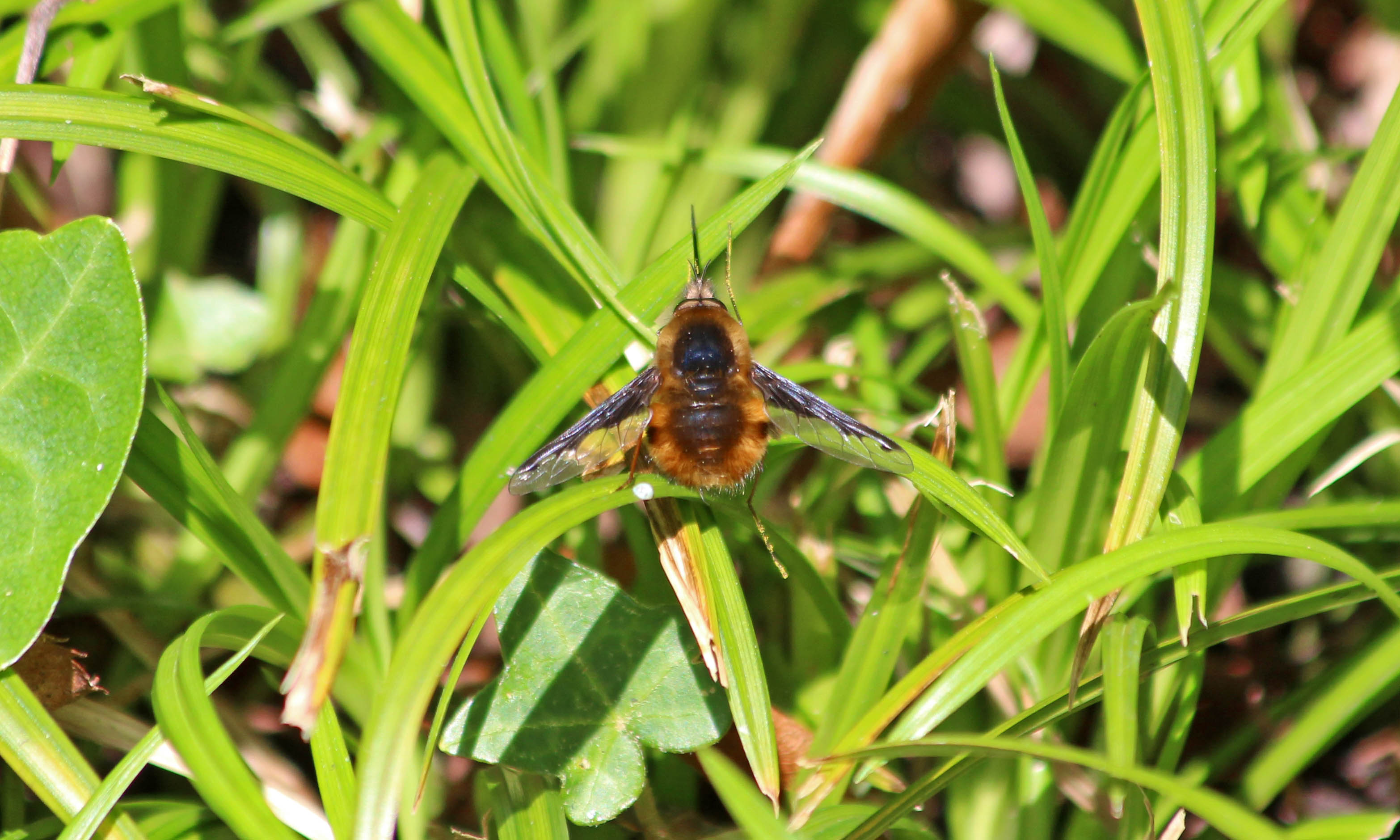 200323 beeflies 4