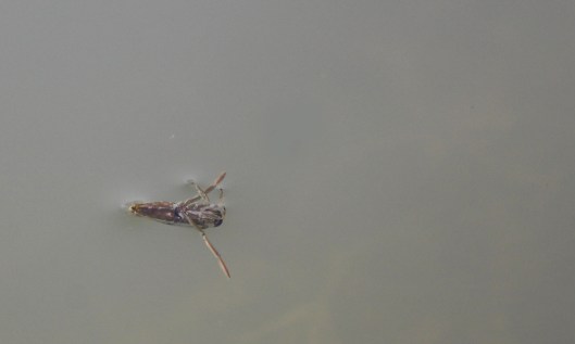 200324 water boatman