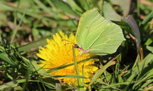 200326 brimstone (3)