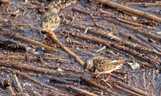 200328 2 turnstones