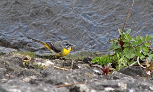 200328 4 grey wagtail