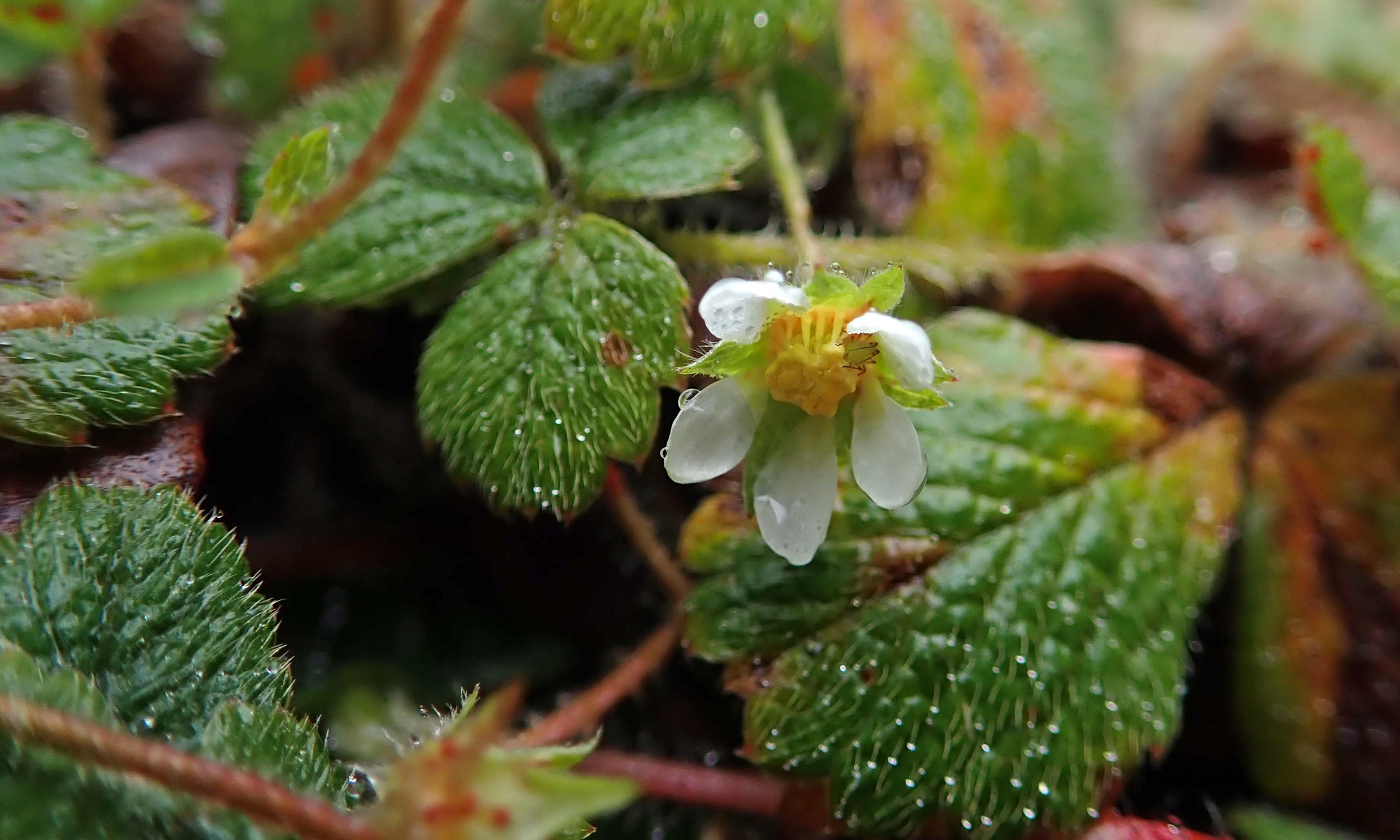 200329 barren strawberry