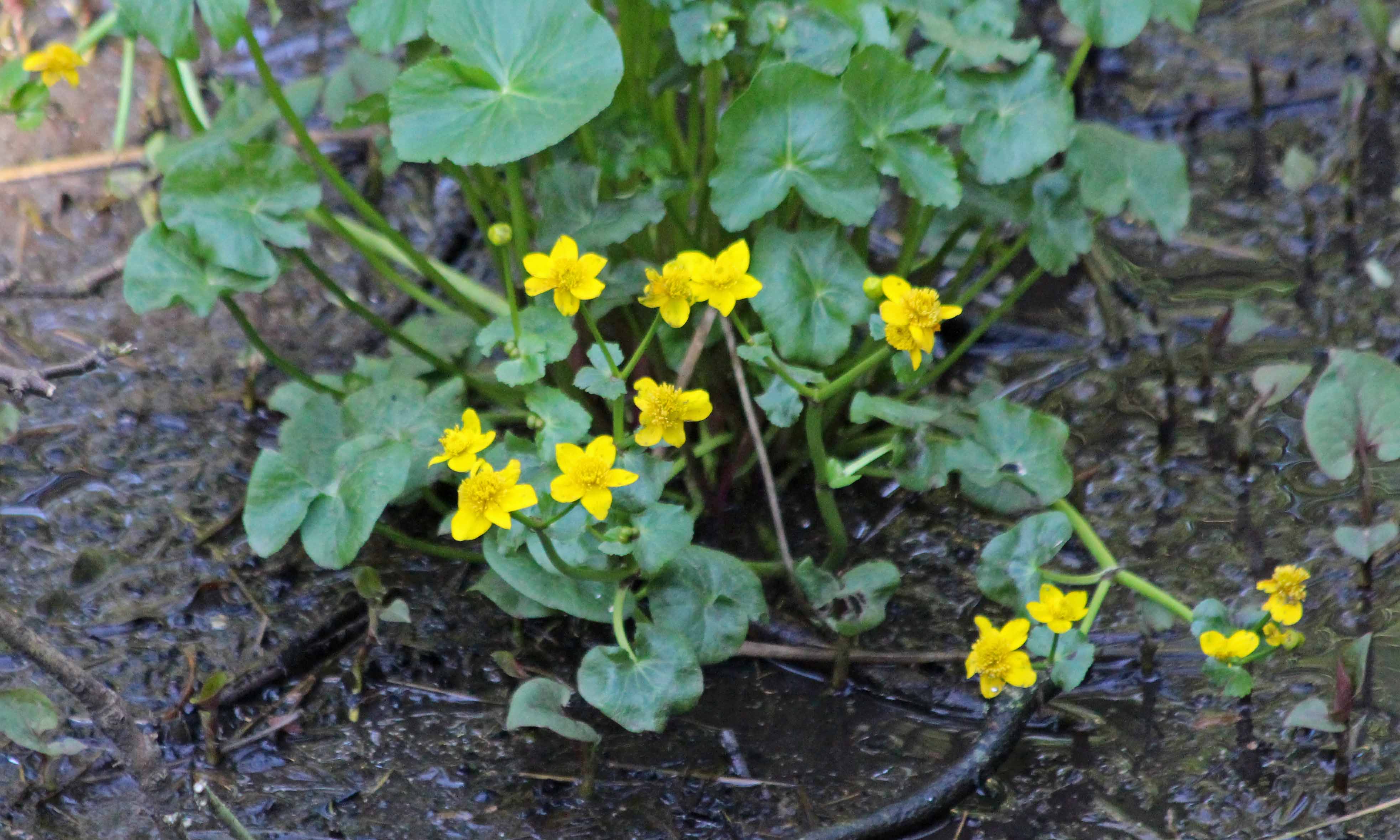 200329 marsh marigold