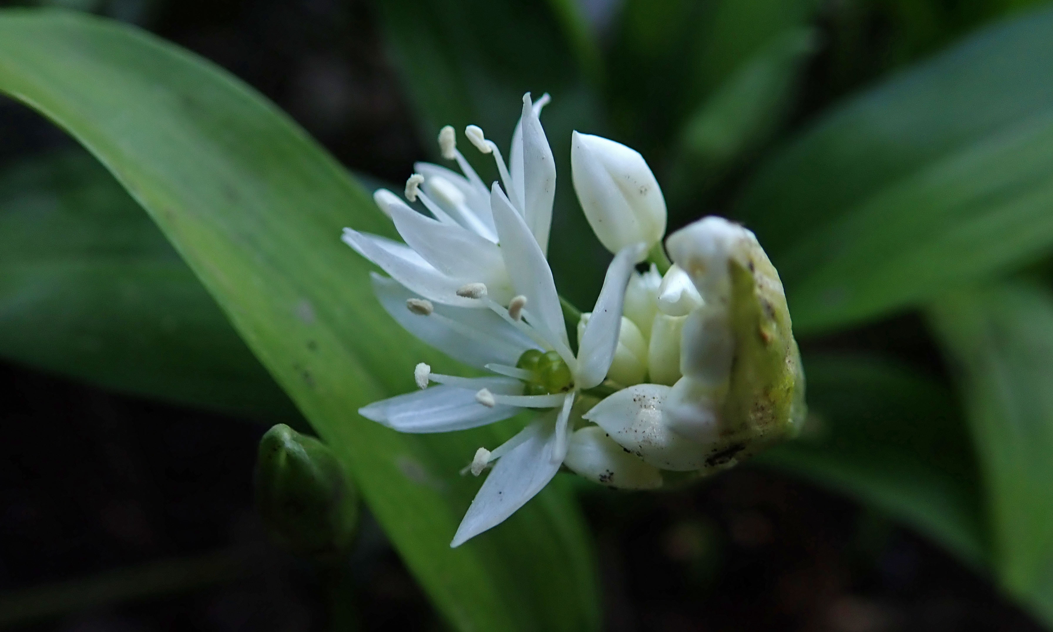 200329 ramsons