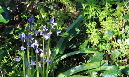 200331 bluebells (1)