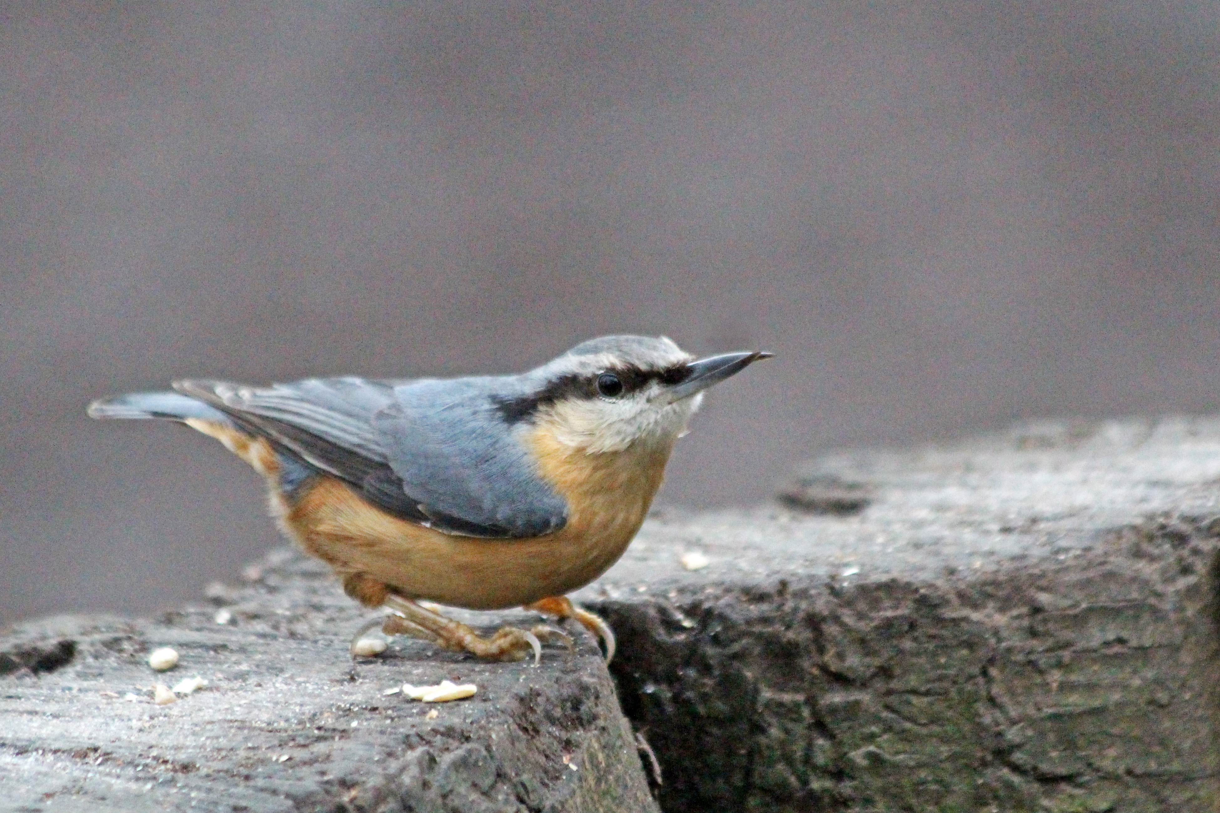nuthatch 200102 cosmeston