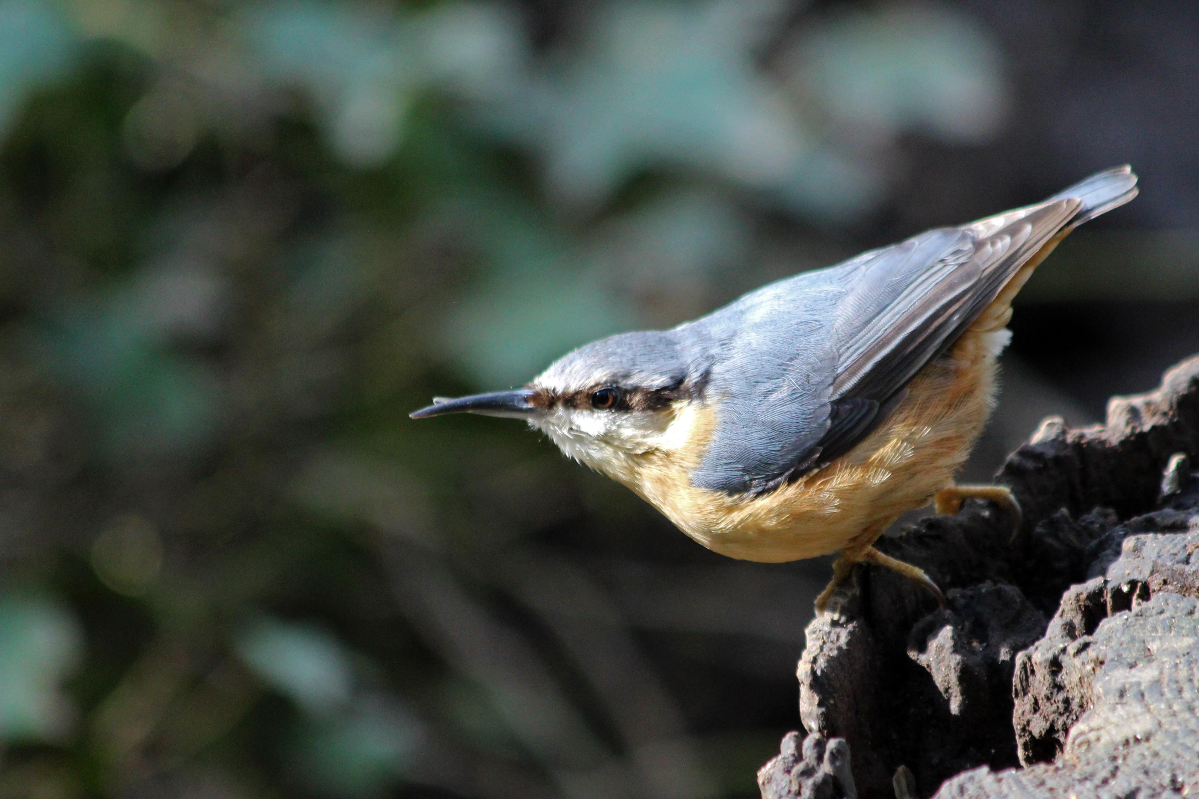 nuthatch 200306 Cosmeston