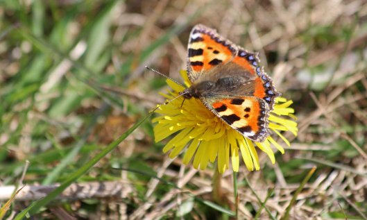 200401 small tortoiseshell (4)