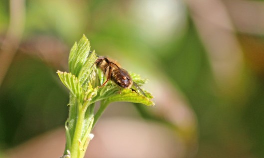 200406 Stylopised Andrena bee (1)