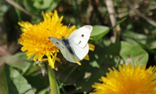 200407 small white (3)