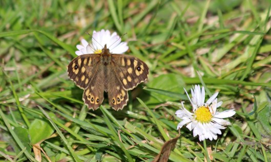 200407 speckled wood