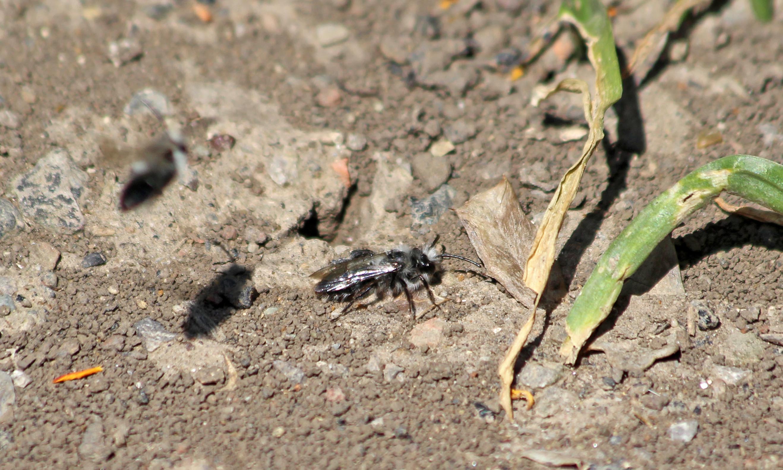 200414 ashy mining bee male (1)