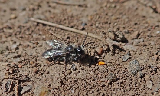 200414 ashy mining bee male (2)
