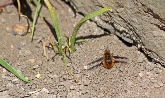 200414 dark-edged bee-fly