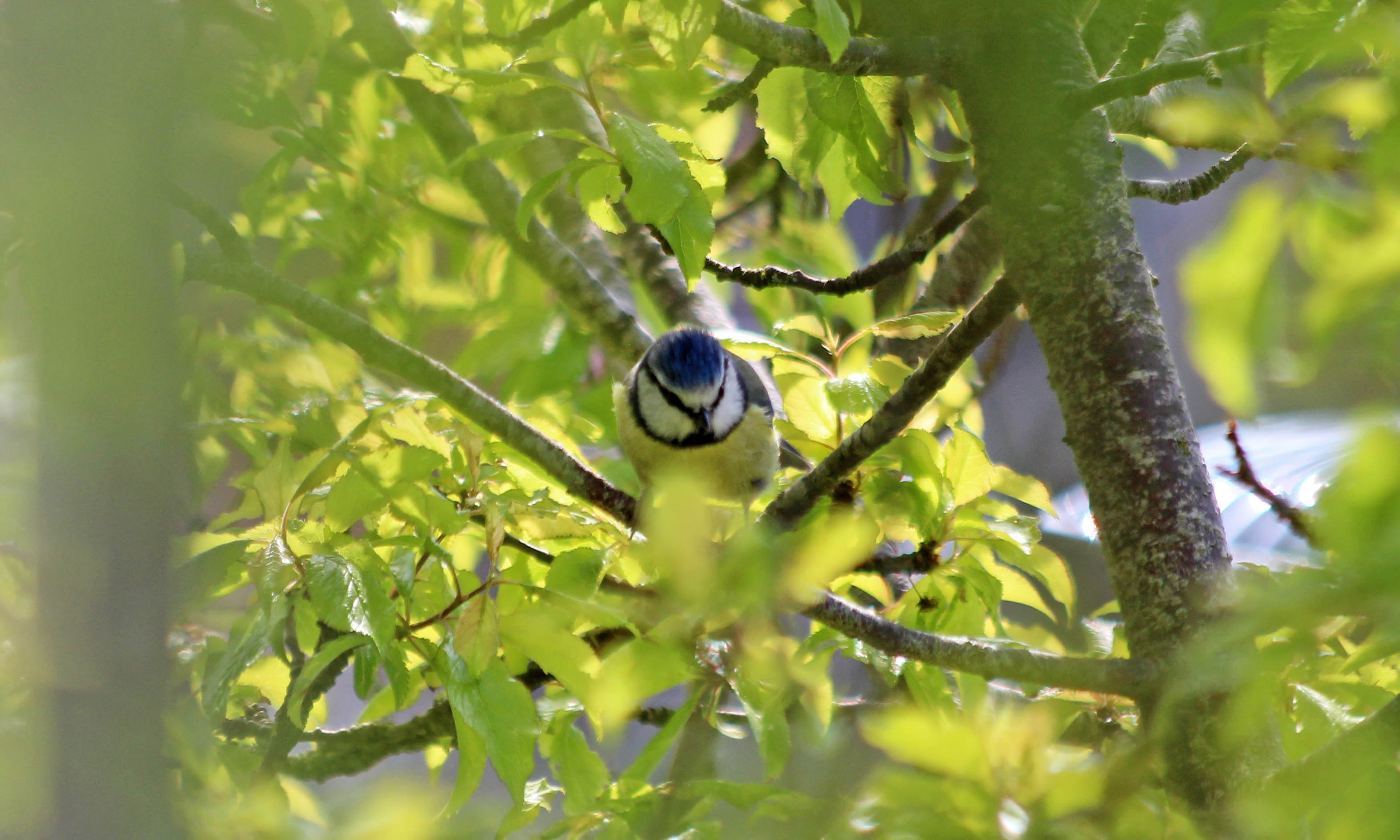 200416 2 blue tit