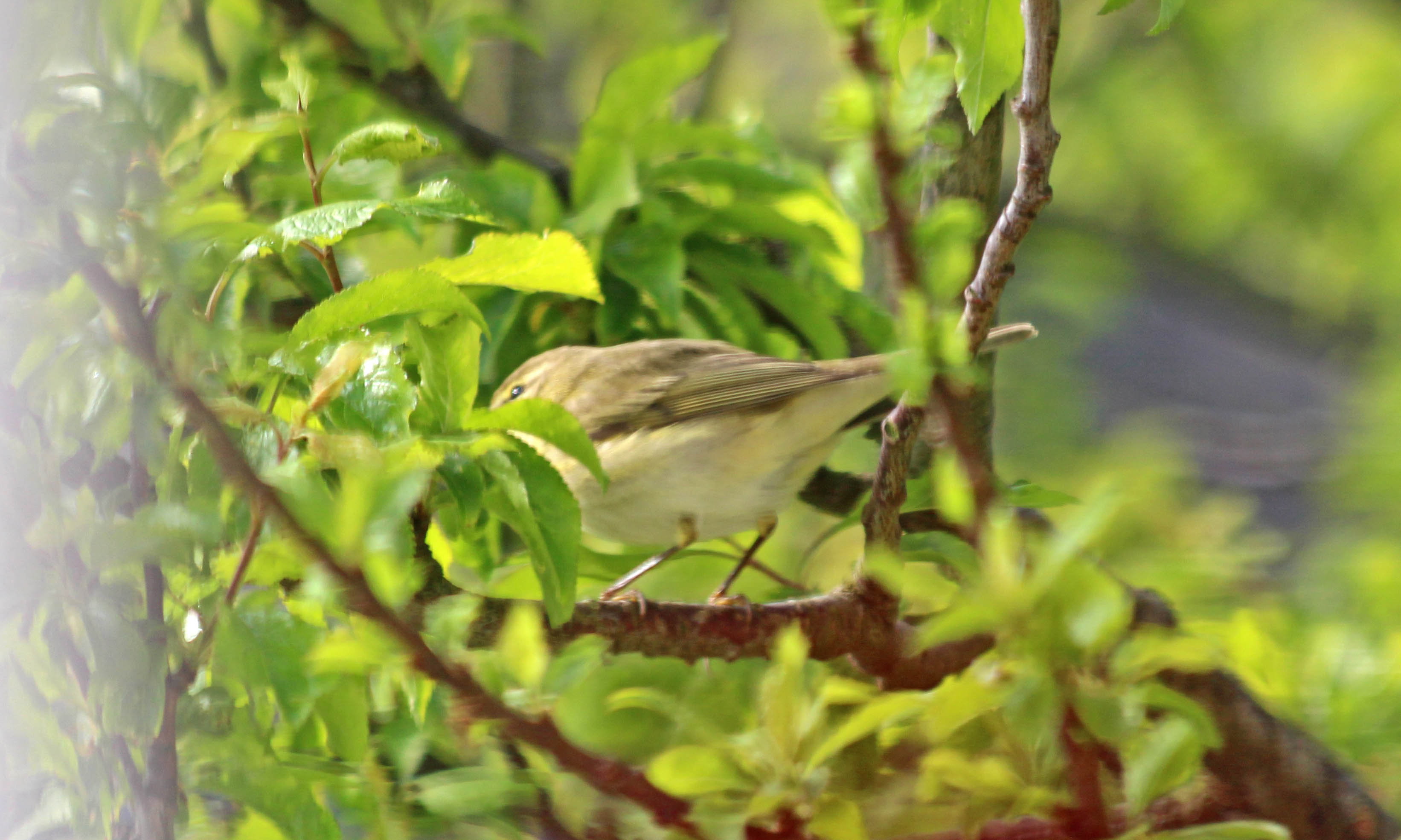 200416 4 willow warbler