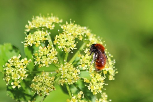 200417 Tawny mining bee (2)