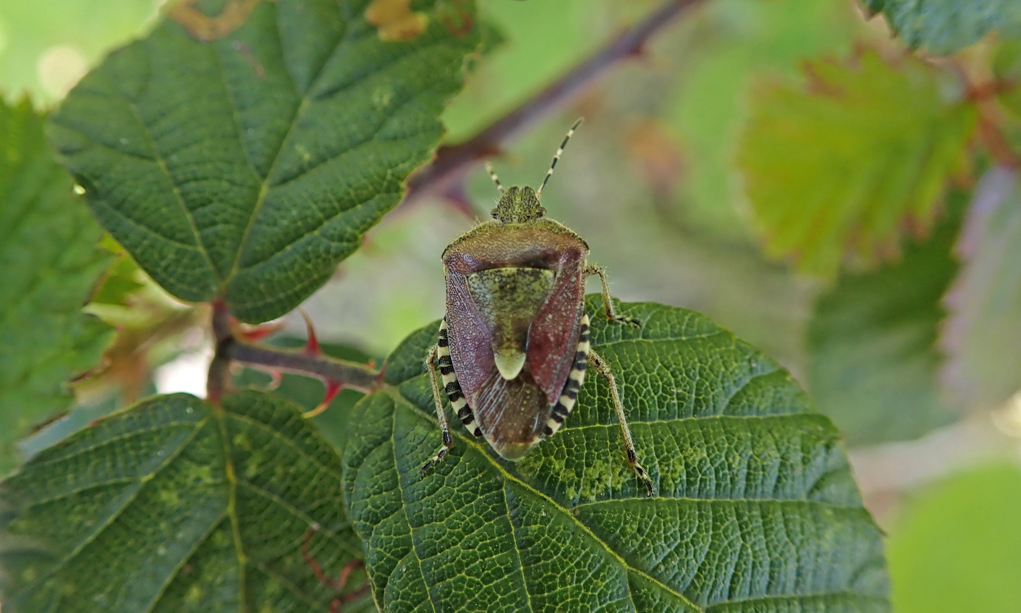 200422 hairy shieldbug (5)
