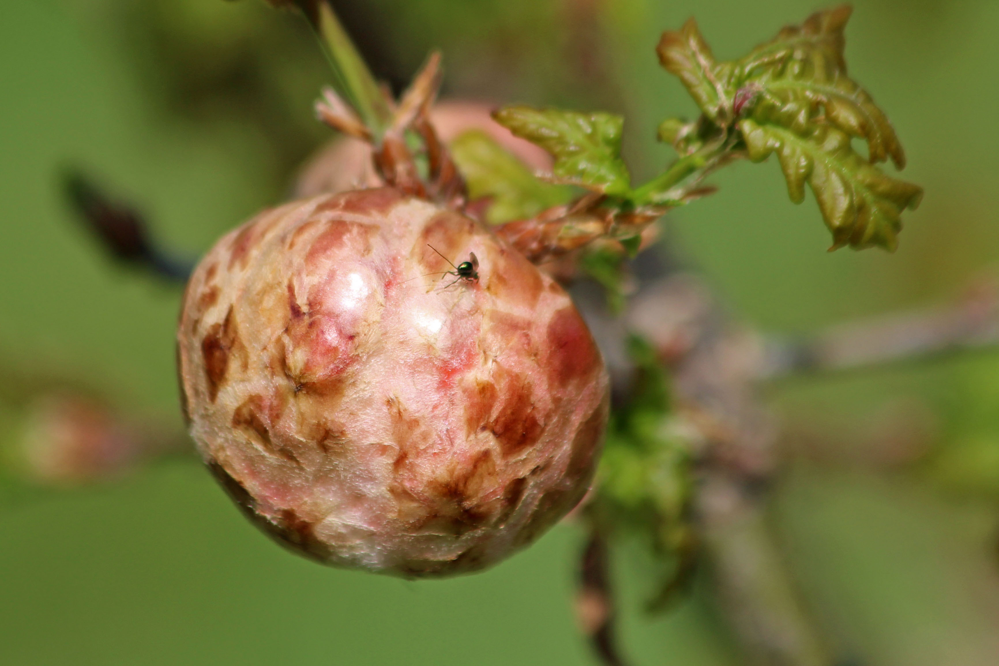 200425 oak apple gall