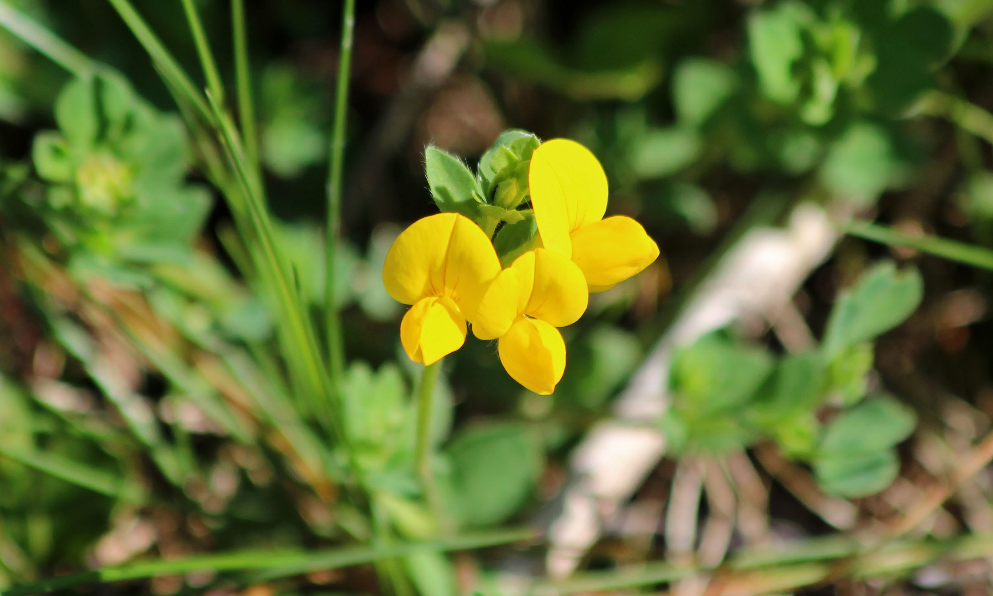 200426 bird's-foot trefoil