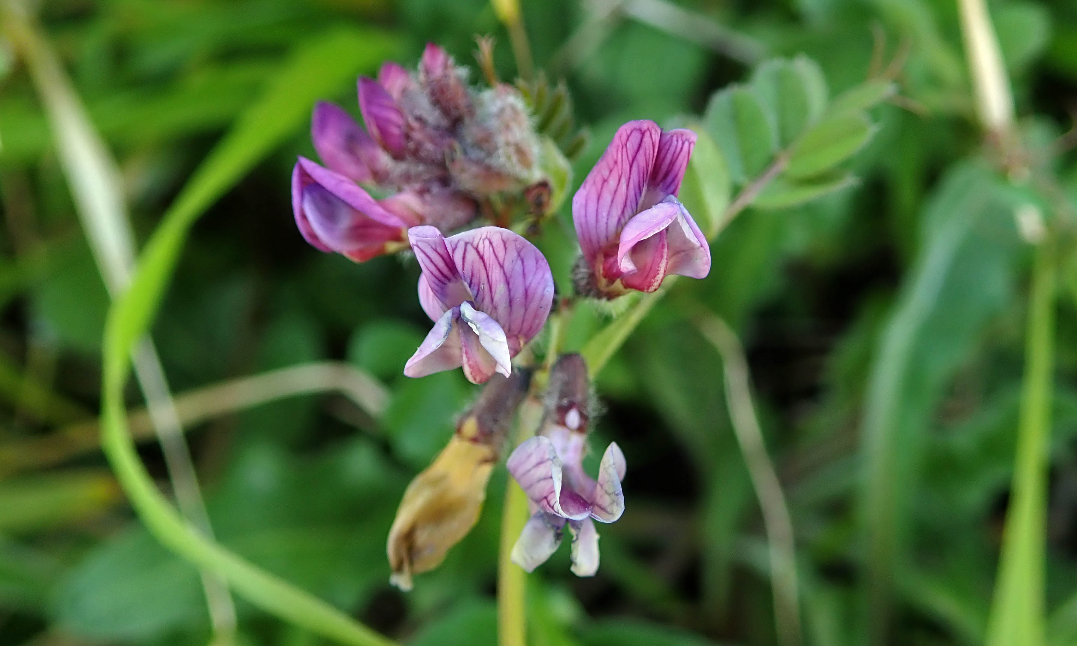 200426 Bush vetch