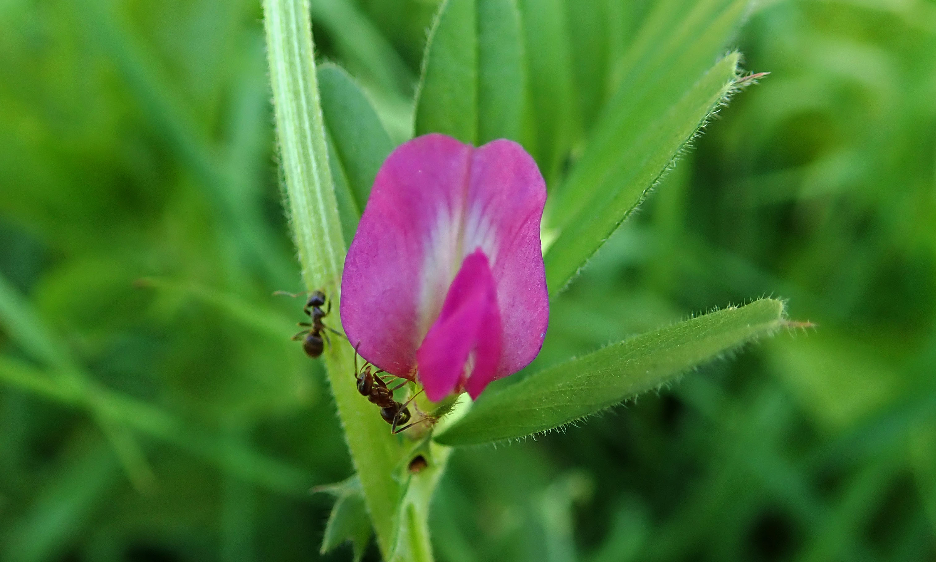 200426 Common vetch