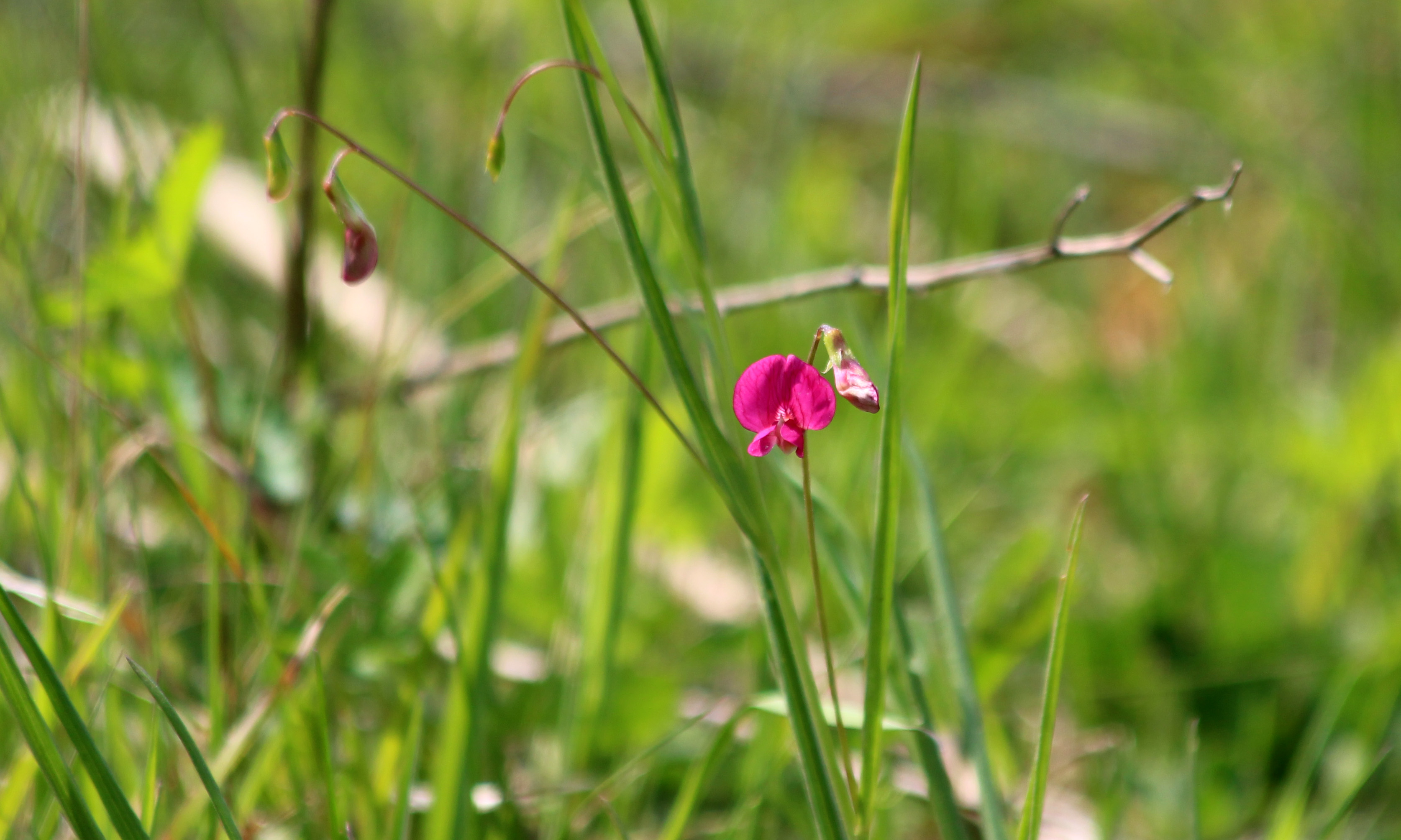 200426 Grass vetchling