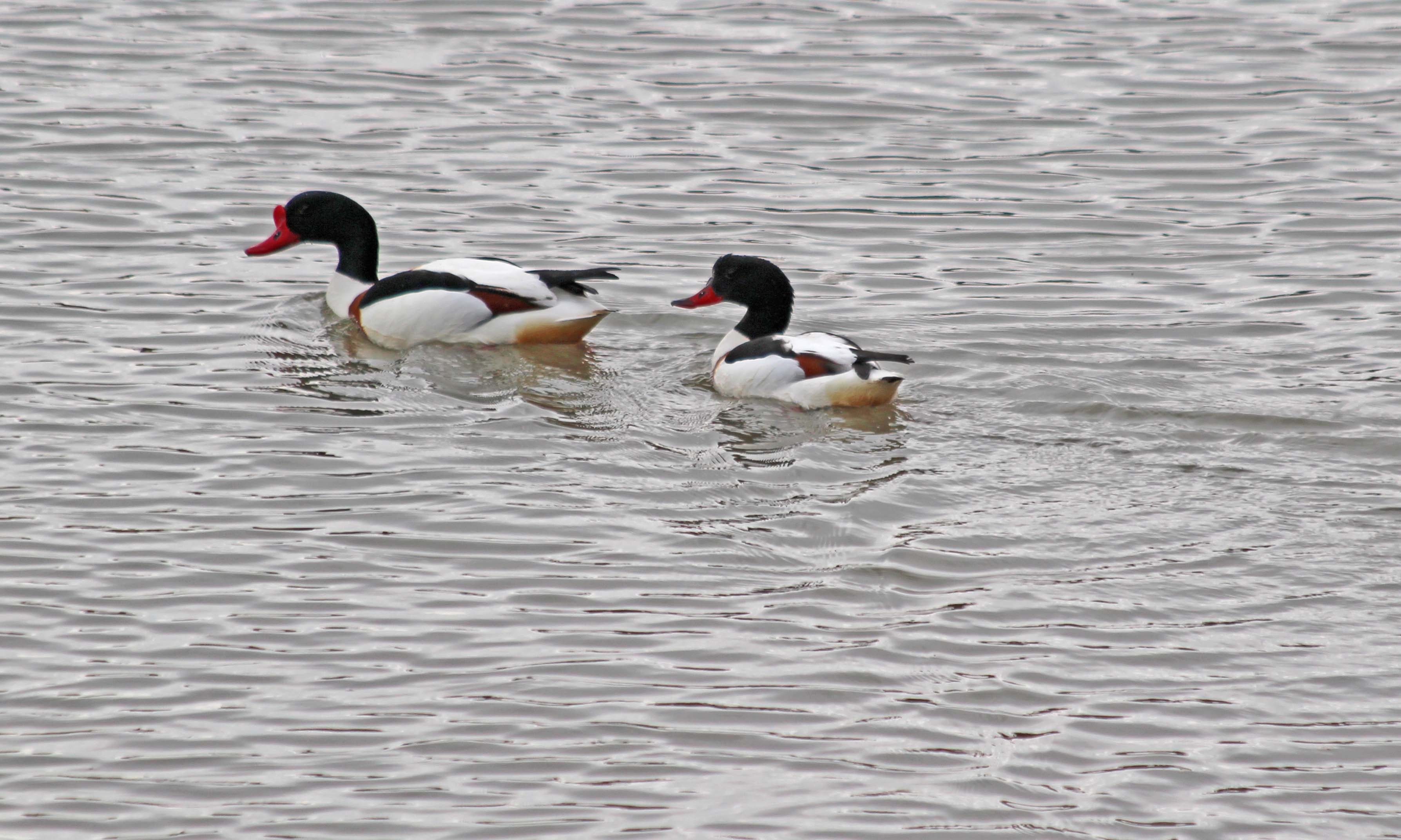 200427 1 shelducks