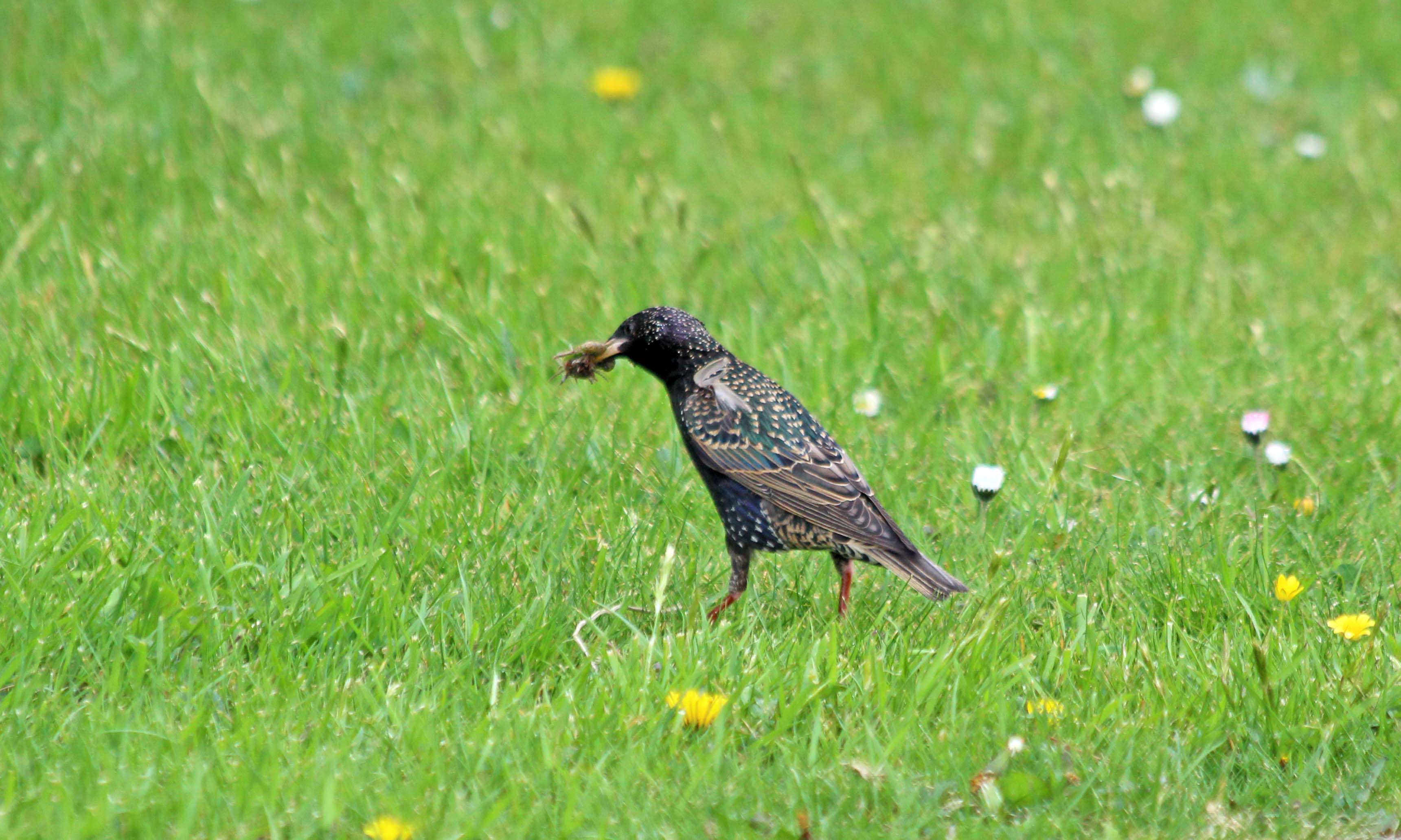 200427 2 starling
