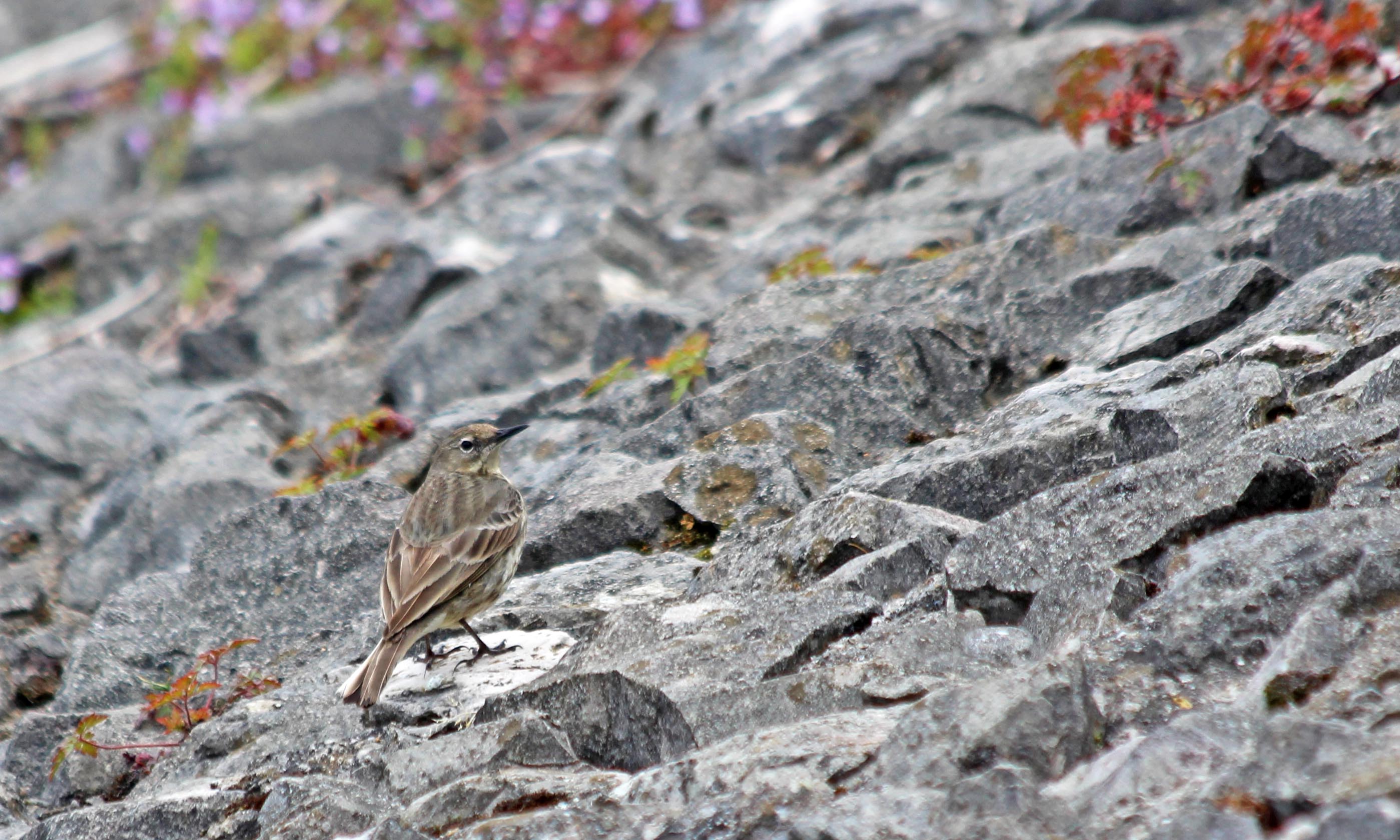 200427 5 rock pipit