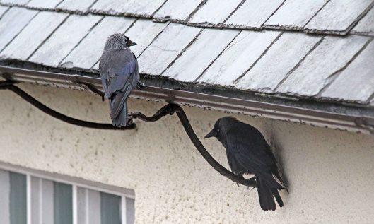 200428 jackdaws (2)