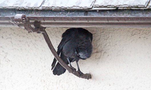 200428 jackdaws (3)