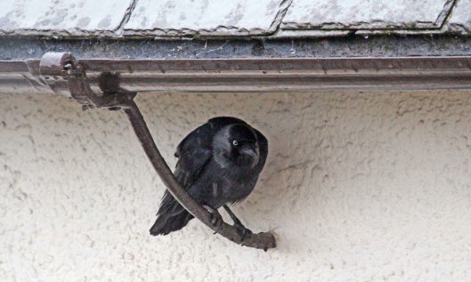 200428 jackdaws (4)